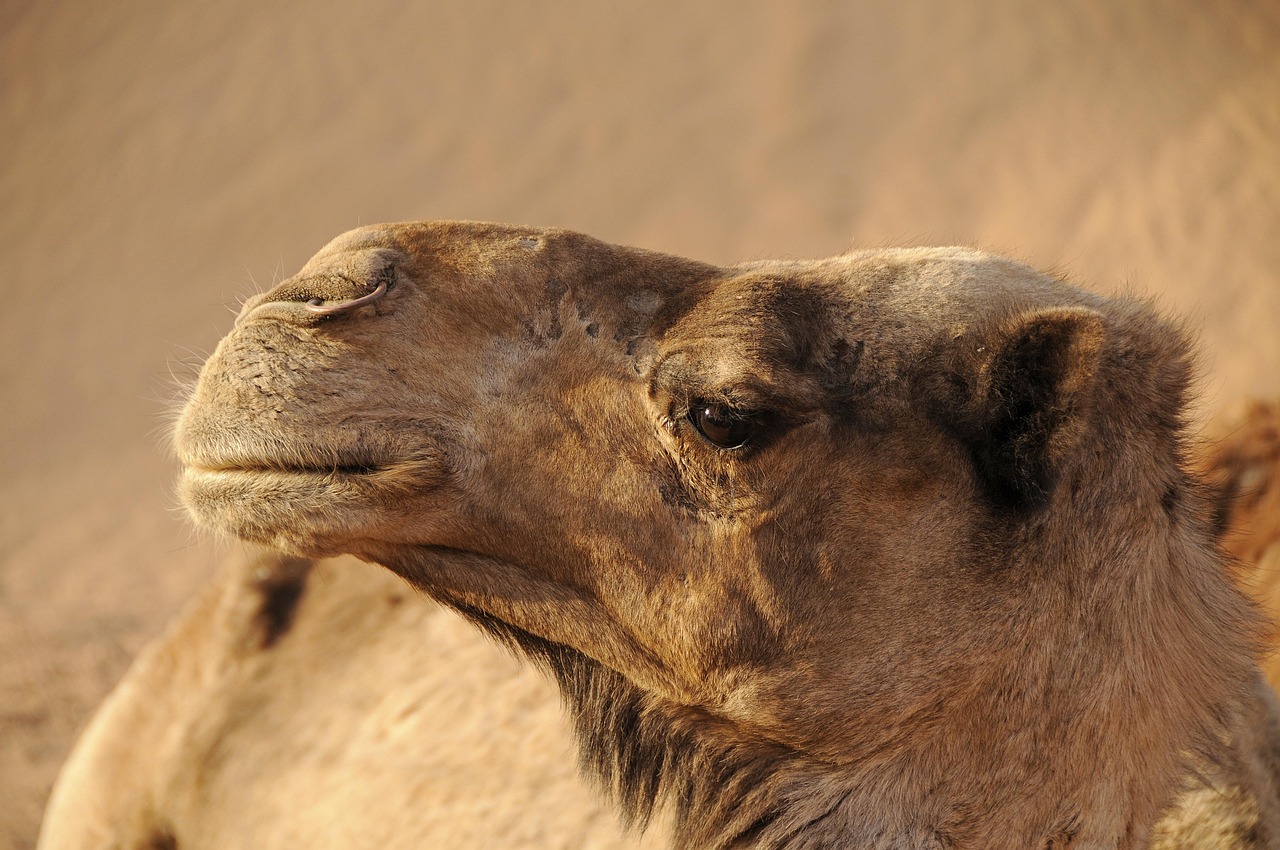 The Desert Town Built on an Oasis: A Micro-Guide to Figuig, Morocco
