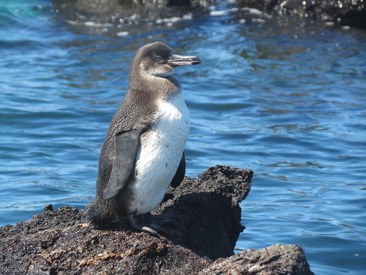 The Island of Forgotten Lighthouses: A Micro-Guide to Isla de la Plata, Ecuador